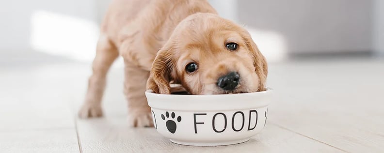 How to store feed a dog